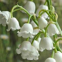 Heirloom Non-GMO Valley Flower Seeds for Garden Planting – Fragrant Shade-Loving Blooms