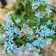Tweedia Flower Planting Seeds for Garden NON GMO Seeds for planting in home garden