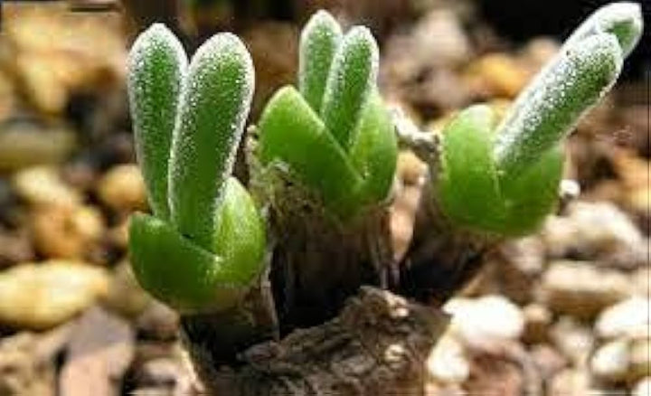 Dicrocaulon Ramulosum Flower Seeds, Heirloom, Non-GMO Seeds for Planting