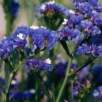 Statice Pale Blue Flower Seeds for Planting - NON GMO Seeds