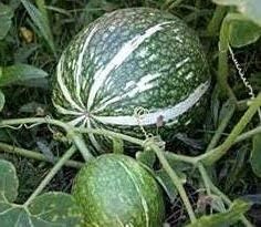 Green Fig-Leaf Gourd Cucurbita ficifolia seeds for urban garden planting