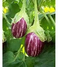 Purple Eggplant Solanum melongena for planting in urban garden