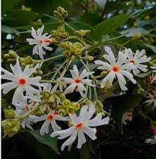 Heirloom Coral Flower Seeds for Garden Planting, Non-GMO, Vibrant Blooms for Landscaping - Coral for planting in home garden