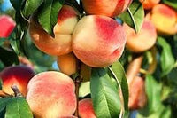 High-Yield Passion Fruit Seeds for Abundant Tropical Harvests 100 Pcs pcs
