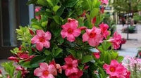 Heirloom Non-GMO Perennial Flower Seeds for Planting – Colorful Long-Lasting Garden Blooms