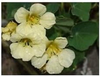 Light Yellow Nasturtium Flower Seeds for Planting - NON GMO Seeds