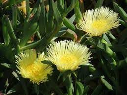 Carpobrotus Flower Seeds – Heirloom, Non-GMO, Drought-Tolerant Succulent Blooms for Garden Planting