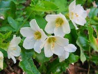 Jacob's Ladder Flower Seeds – Heirloom, Non-GMO, Pollinator-Friendly Blooms for Garden Planting