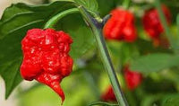 Carolina Vegetable Seeds for Planting, 100 Pcs pcs