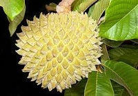 Annona purpurea fruit seeds