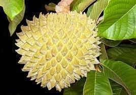 Annona purpurea fruit seeds