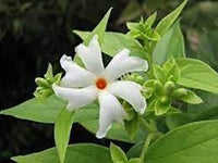 Heirloom Coral Flower Seeds for Garden Planting, Non-GMO, Vibrant Blooms for Landscaping