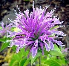 Lemon Bergamot Herb Seeds for Perennial Herb Gardens Scientific Name Placeholder for planting in home garden
