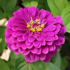 Pink Calendula Flower Seeds, Heirloom, Non-GMO Seeds for Planting