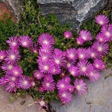 Flower (Flower scientific name) for planting in garden