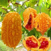 Momordica vine seeds for garden planting