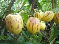 20pcs Solanum Fruit Seeds - Grow Unique Solanum Fruits in Your Yard 100 Pcs pcs