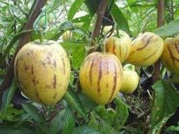 20pcs Solanum Fruit Seeds - Grow Unique Solanum Fruits in Your Yard 100 Pcs pcs