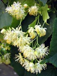 Genipap Littleleaf Flower Seeds for Planting - 100 Pcs pcs