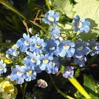 Fairy Mirror Blue Gem Flower Seeds for Planting - 100 pcs seeds for planting in home garden