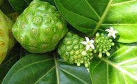 Morinda Citrifolia Fruit Seeds for Cultivation – 5 Seeds 100 Pcs pcs