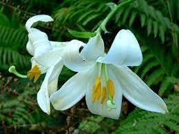 Lilium Flower Seeds ƒ?? Non-GMO Seeds for Elegant Garden Planting