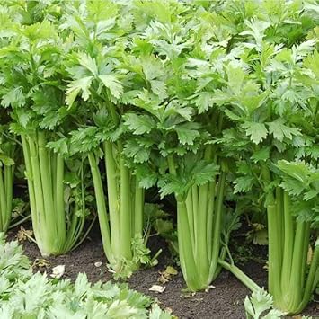 Celery Apium graveolens seeds for garden planting