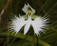 Egret Bonsai Flower Seeds – Heirloom Non-GMO Seeds for Decorative Garden Planting