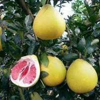Pomelo Fruit Seeds for Gardening – 100 Pcs Seeds 100 Pcs pcs