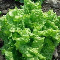 Lettuce Vegetable Seeds for Planting - 100 Pcs pcs