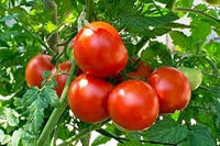 Giant Tomato Seeds for Planting, Red, 100 Pcs pcs