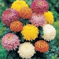 Organic Mixed Colors Chrysanthemum Flower Seeds for Planting – Heirloom, Non-GMO seeds for planting in home garden