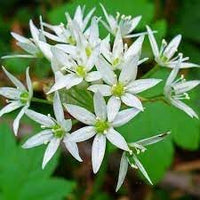 Ursinum Flower Seeds for Planting - NON GMO Seeds for planting in home garden