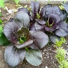 Purple bok choy Brassica rapa seeds for planting in raised beds