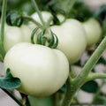 White Tomato Solanum lycopersicum seeds for garden planting
