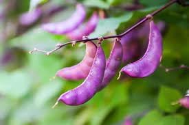 Hyacinth Bean Seeds for Planting - heirloom & Non-GMO Seeds