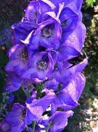 Eisenhut Flower Seeds for Planting, Unique Blooms, 100 pcs