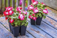 Ornamental Flower Seeds Heirloom Non GMO Planting - 100 pcs - Flower for planting in home garden