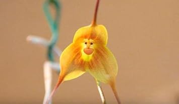 Non-GMO Yellow Monkey Face Orchid Flower Seeds for Planting - Heirloom Seeds for Home Garden for planting in home garden