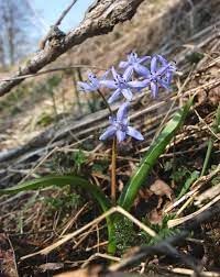 Scilla Bifolia Flower Seeds for Planting, 100 pcs