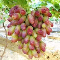 Red Green Grape citrus seeds for planting in home garden