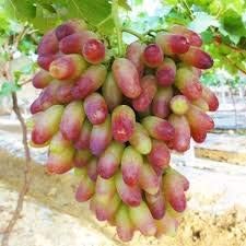 Red Green Grape citrus seeds for planting in home garden