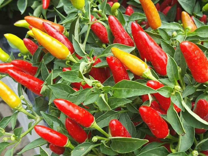 Chili Seeds for Planting, 100 Pcs pcs