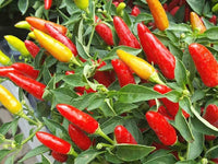 Chili Seeds for Planting, 100 Pcs pcs