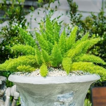 Asparagus Meyeri Asparagus officinalis seeds for garden planting