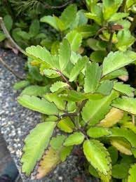 Heirloom Non-GMO Kalanchoe Pinnata Plant Seeds for Garden â€“ Medicinal Succulent Variety