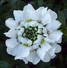 Heirloom Candytuft Flower Seeds, Non-GMO Fragrant Blooms for Planting