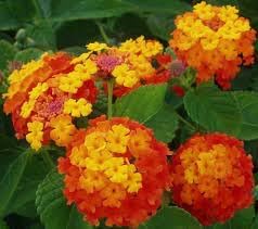 Wandelrose Flower Seeds for Planting, 100 pcs seeds for planting in home garden
