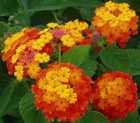 Wandelrose Flower Seeds for Planting, 100 pcs seeds for planting in home garden