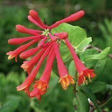 Honeysuckle Flower Seeds for Garden Planting - NON GMO Seeds